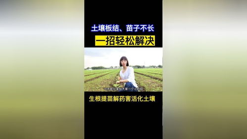 告別土壤板結與苗黃苗弱 洋蔥大蔥種植難題一站式解決方案